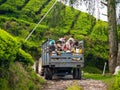 Cameron Highlands Valley, Malaysia : tea plants plantation farm, Malaysia hills industry workers