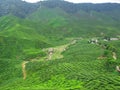 Tea Plantations in the Cameron Highlands, Pahang, Malaysia. Royalty Free Stock Photo