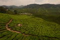 Cameron Valley or Bharat Tea Estate