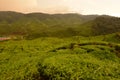 Cameron Valley or Bharat Tea Estate