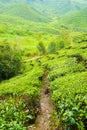 Cameron valley malaysia tea plantations panorama Royalty Free Stock Photo