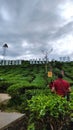 Cameron valley tea at Cameron Highlands Malaysia