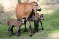 Cameroon dwarf blackbelly sheep