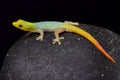 Cameroon dwarf gecko (Lygodactylus conraui)