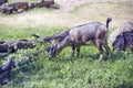 Cameroon dwarf goat