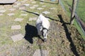 Cameroon Pygmy goat also known as Cameroon Dwarf Goat, originated in Cameroon Valley of West Africa