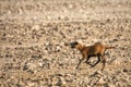 Cameroon Sheep lamb running Royalty Free Stock Photo