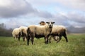 Cameroon sheeps on the dike in the Netherlands Royalty Free Stock Photo