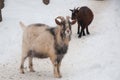 Cameroonian goat winter Royalty Free Stock Photo