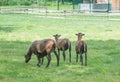 Cameroonian sheep grazing in a green meadow Royalty Free Stock Photo