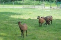 Cameroonian sheep grazing in a green meadow Royalty Free Stock Photo