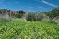 Cami Orbital named Orbital Way in Caldes de Montbui with some orchard view and nature landscape. Empty copy space