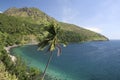 Camiguin island palm tree philippines