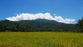 Camiguin Volcano View from Rice Fields