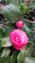 Pink coloured Camellia Japonicas 