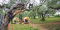 Camino de Santiago / Day 5 / Pilgrim Relaxing in Olive Groves