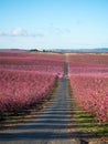 Camino hacia el horizonte entre melocotoneros