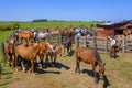 CAMINOS, CANELONES, URUGUAY, OCT 7, 2018: Gauchos trying try to tame horses at a Criolla Festival