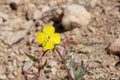 CAMISSONIA CAMPESTRIS - PIONEERTOWN MP - 040420 C