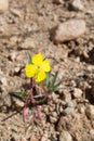 CAMISSONIA CAMPESTRIS - PIONEERTOWN MP - 040420 D