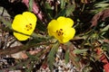 Camissoniopsis Bistorta Bloom - San Diego County - 030822