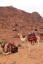 Cammels at Petra, Urn Tomb in the background.