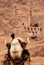 Cammels at Petra, Urn Tomb inbackground.