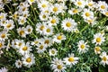 Cammomile white yellow natural flowers Royalty Free Stock Photo