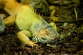 Cammon Green Iguana Royalty Free Stock Photo