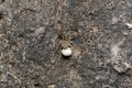 Cammouflaged female wolf spider, Pardosa pullata with eggsack, India Royalty Free Stock Photo