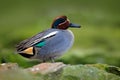 Camnon Teal, Anas crecca, nice duck with rusty head, floating on dark green water surface. Splash water with duck. Bird from Franc Royalty Free Stock Photo