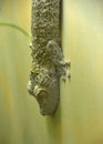 Camo Henkels Leaf Tail Gecko Blending In