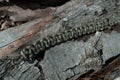 Camo Paracord Bracelet on against Wood