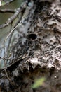 Camoati wasp nest close-up. Wild animals Royalty Free Stock Photo