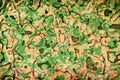 Camoflauge green and brown color pattern abstract background