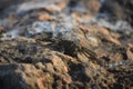 Camoflauged Crab Sitting on Lava Rocks in Aruba