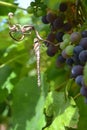 A camoflauged sunbathing Brown Hawker dragonfly