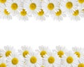 Camomile Royalty Free Stock Photo