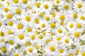 Camomile