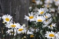 Camomile Royalty Free Stock Photo