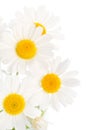 Camomile