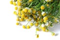 Camomile