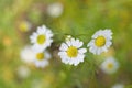 Camomile Royalty Free Stock Photo