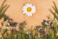 Camomile as the sun and wild flowers on a light wooden background. Royalty Free Stock Photo