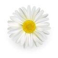 Camomile, beautiful daisy flower with light petals isolated on white background. Realistic style. Vector illustration. Royalty Free Stock Photo