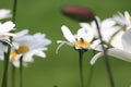 Camomile Royalty Free Stock Photo