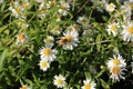 Bee on camomile bloom