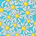 Camomile on a blue background. Pattern with daisy. Print for textile, vector. Royalty Free Stock Photo