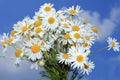 Camomile bouquet Royalty Free Stock Photo