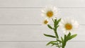 3d illustration of camomile on white wooden background.